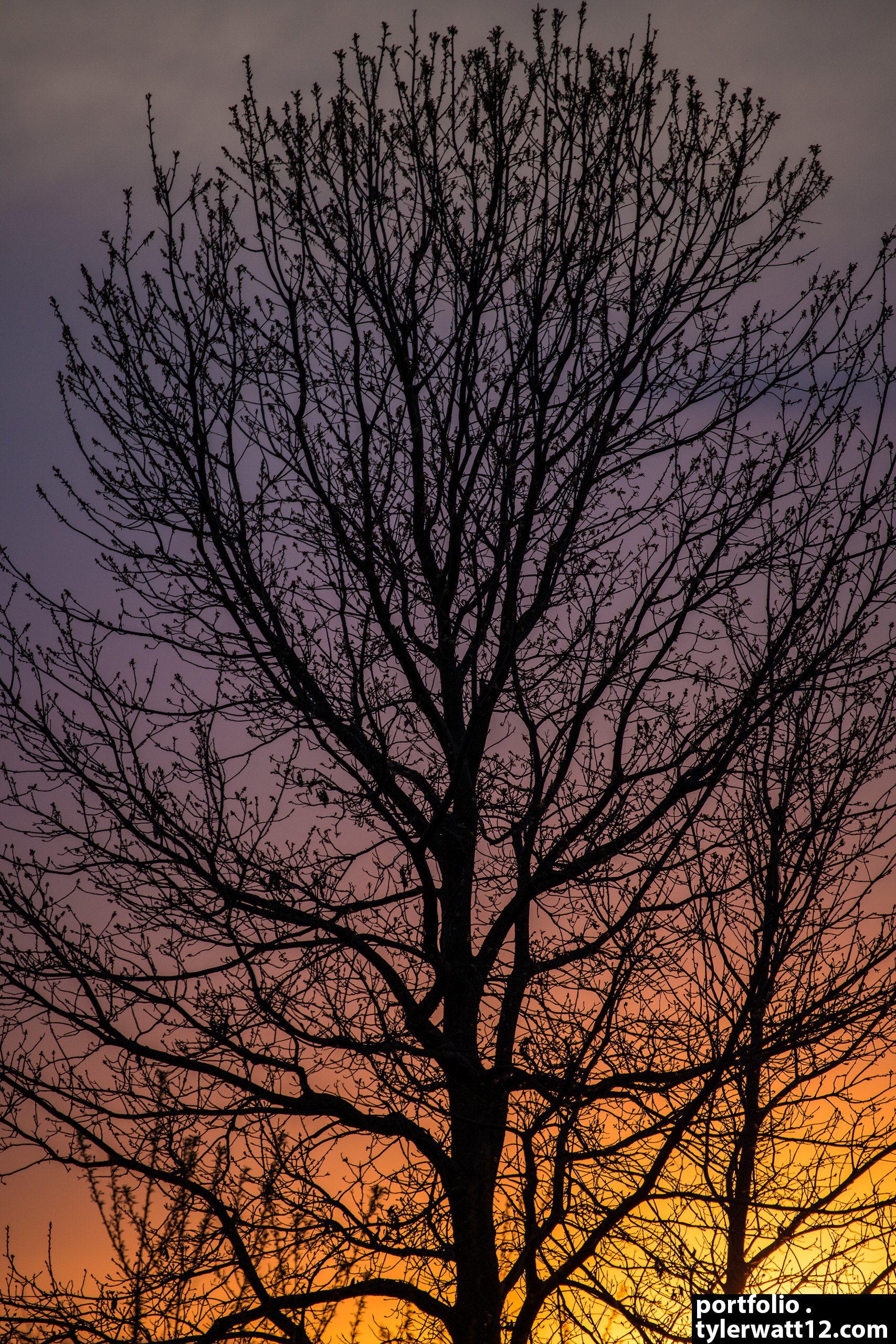 Sunset behind Tree Dixon